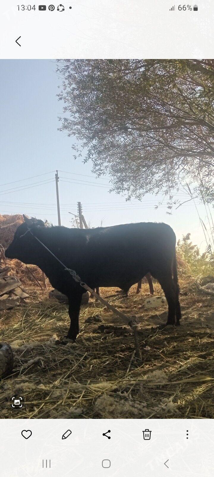 öküzler - Саят - img 1