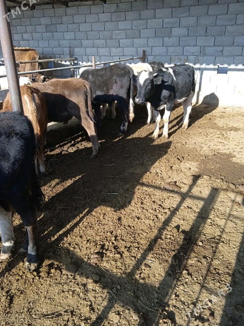 okuzler 8 sany - Бабадайхан - img 2