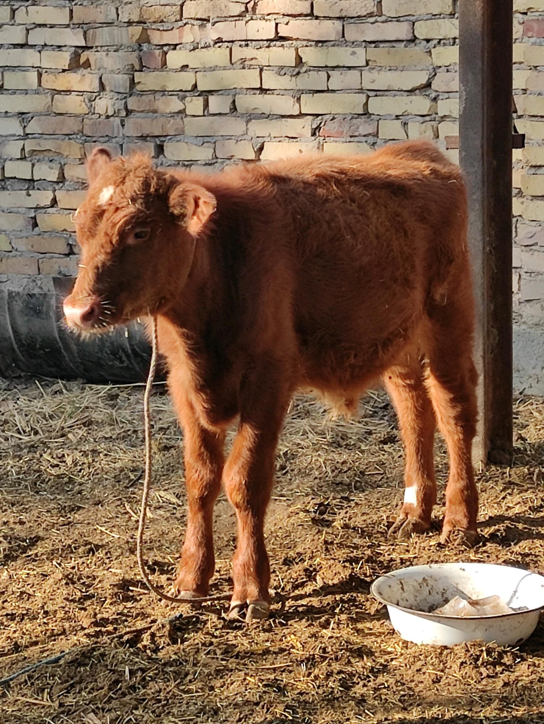 лимузин окузче - Фарап - img 4