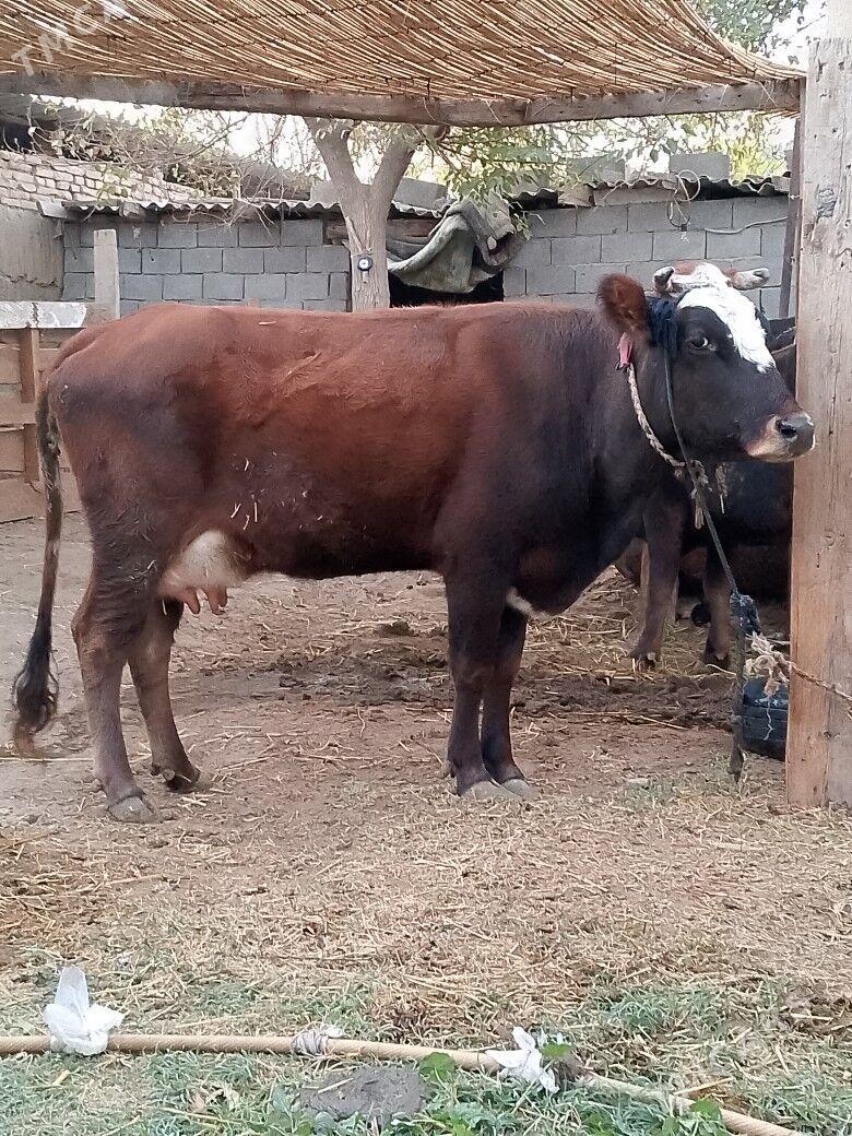 Göleli sygyr - Çoganly - img 1