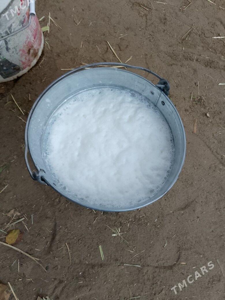 Göleli sygyr - Чоганлы - img 4