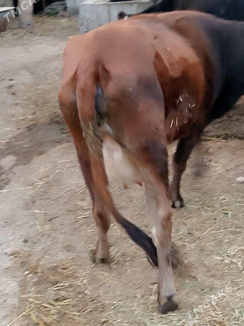 Göleli sygyr - Чоганлы - img 2