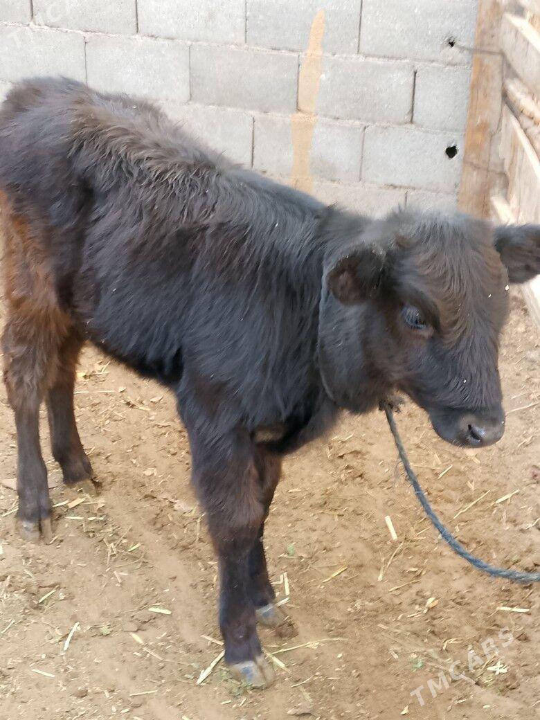 Göleli sygyr - Чоганлы - img 3