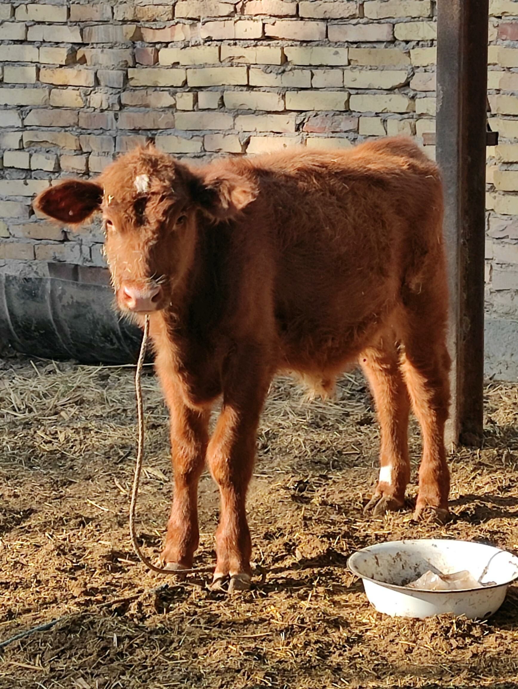 лимузин окузче - Фарап - img 5