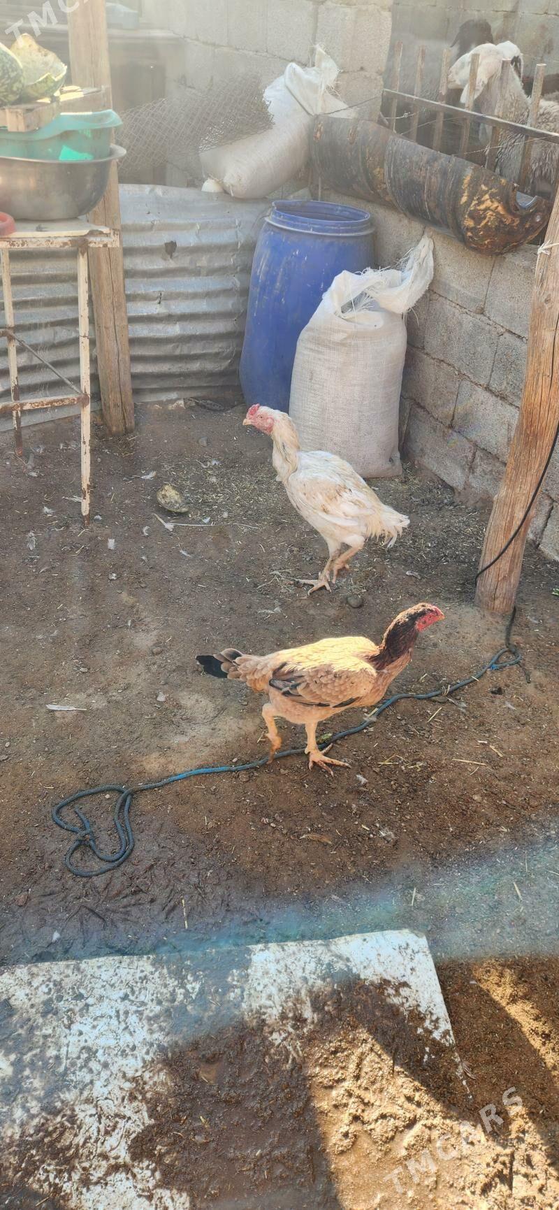 towuk - Çoganly - img 1