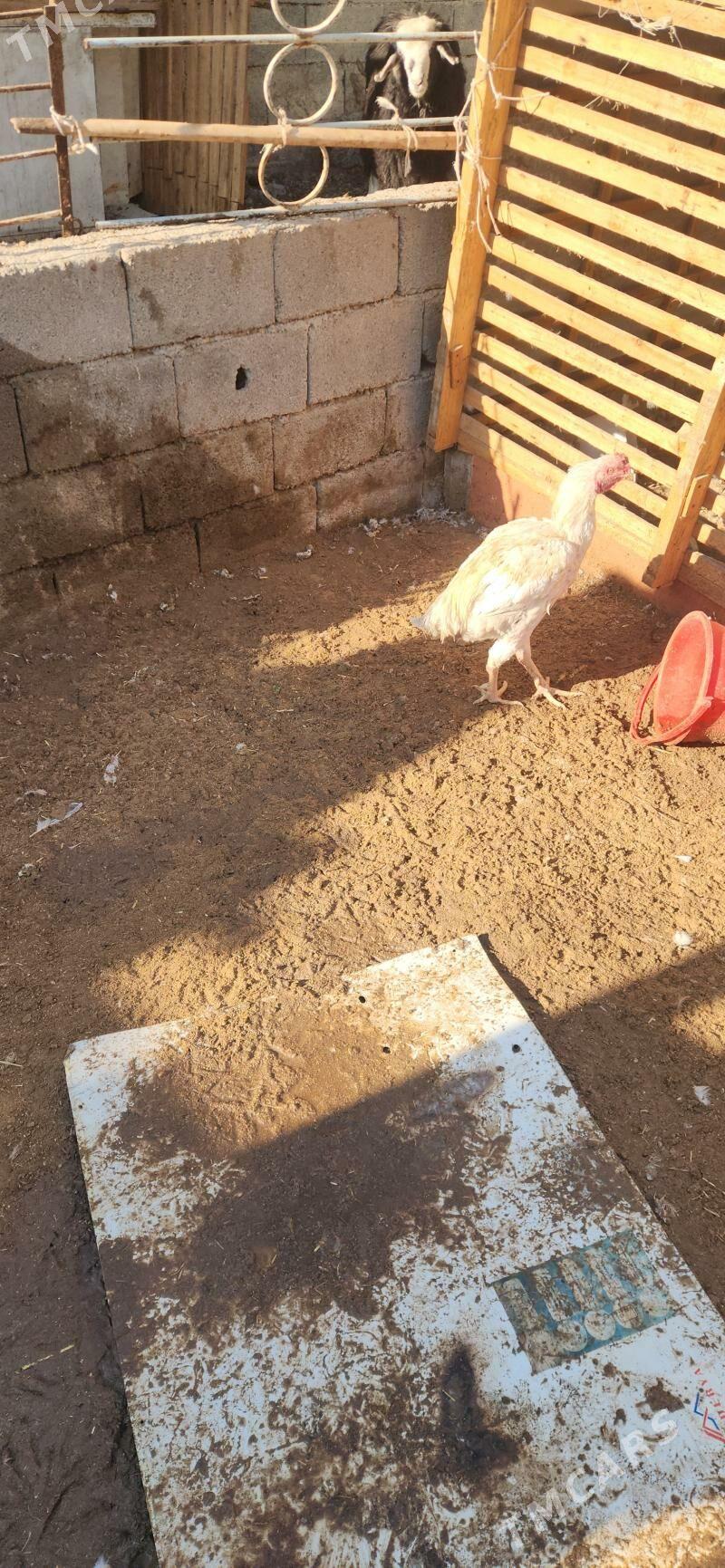 towuk - Çoganly - img 2