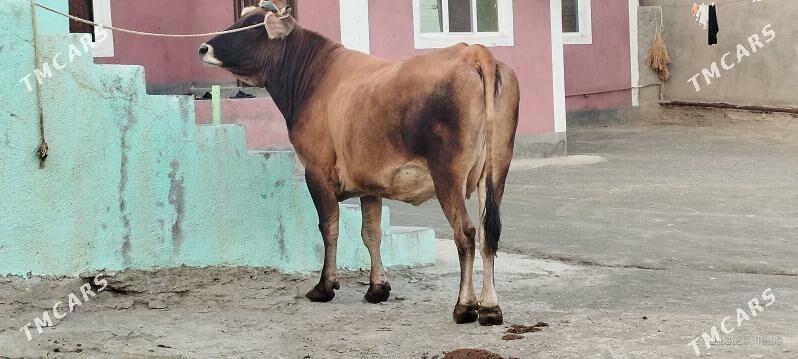 tohum Bogoz gibrit sygyr - Бахарден - img 1