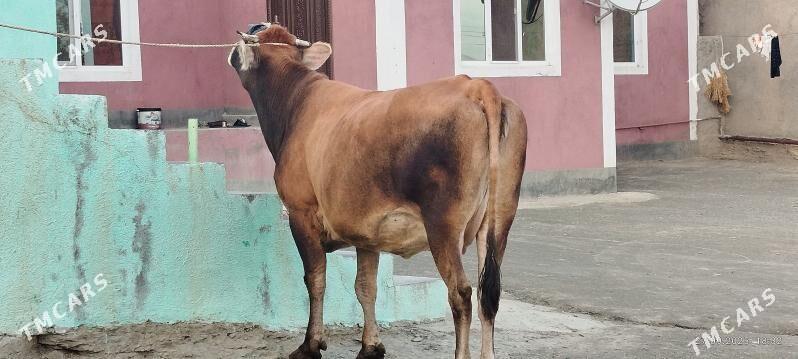 tohum Bogoz gibrit sygyr - Бахарден - img 7