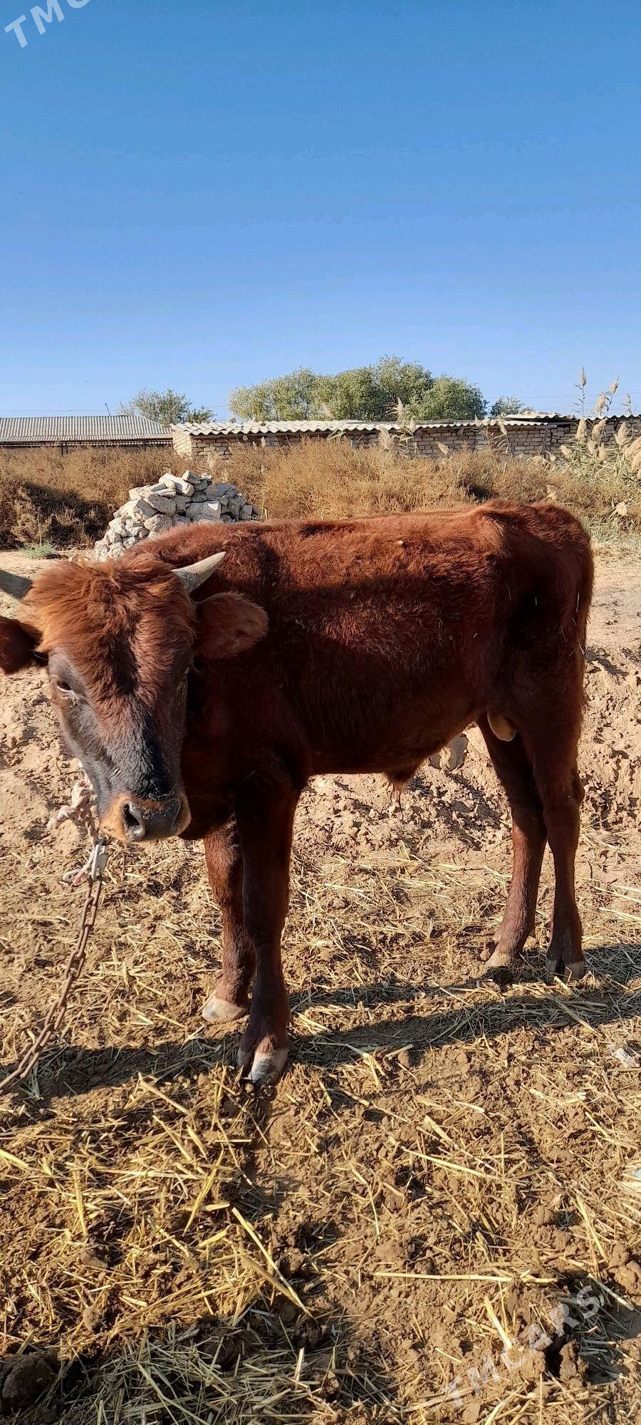 Meýdan öküzler - Бабадайхан - img 3