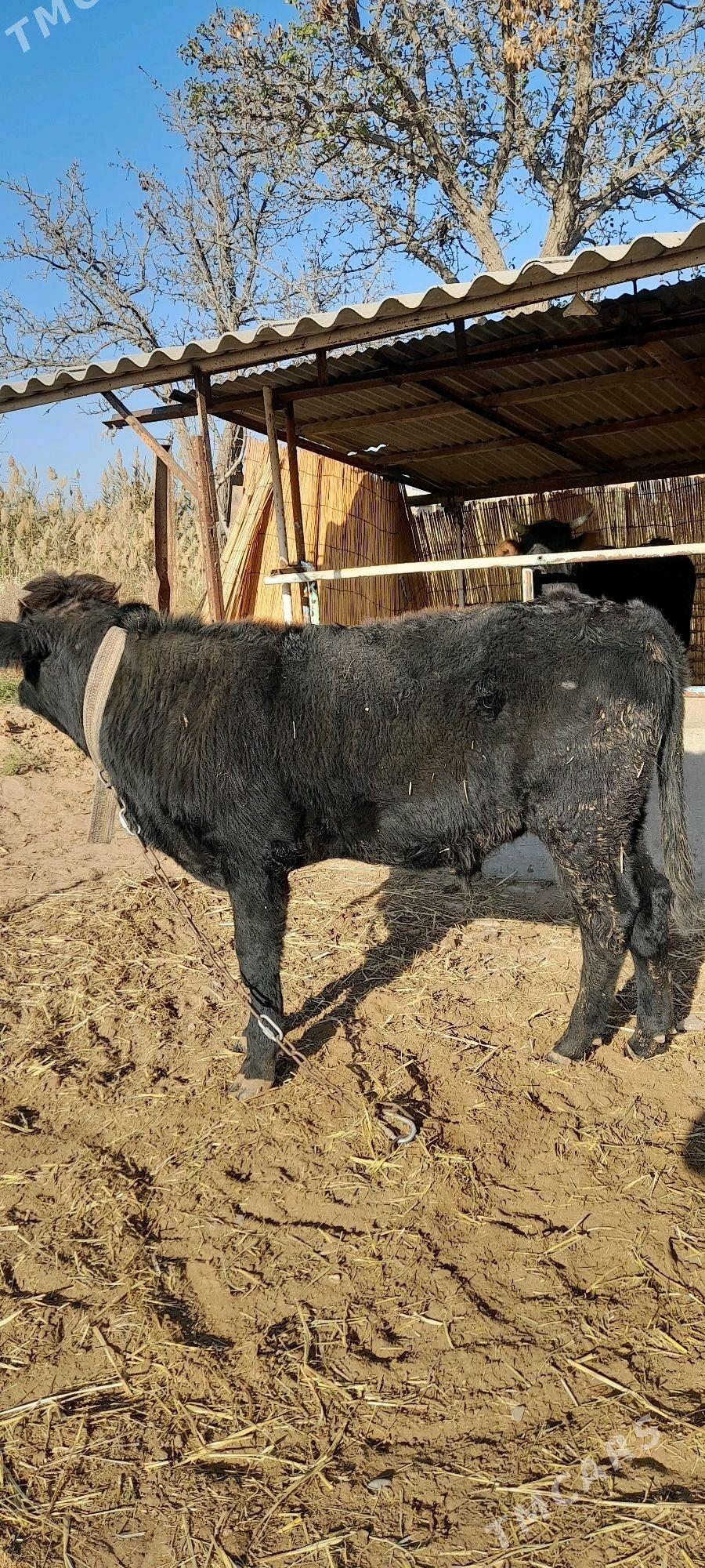 Meýdan öküzler - Бабадайхан - img 4