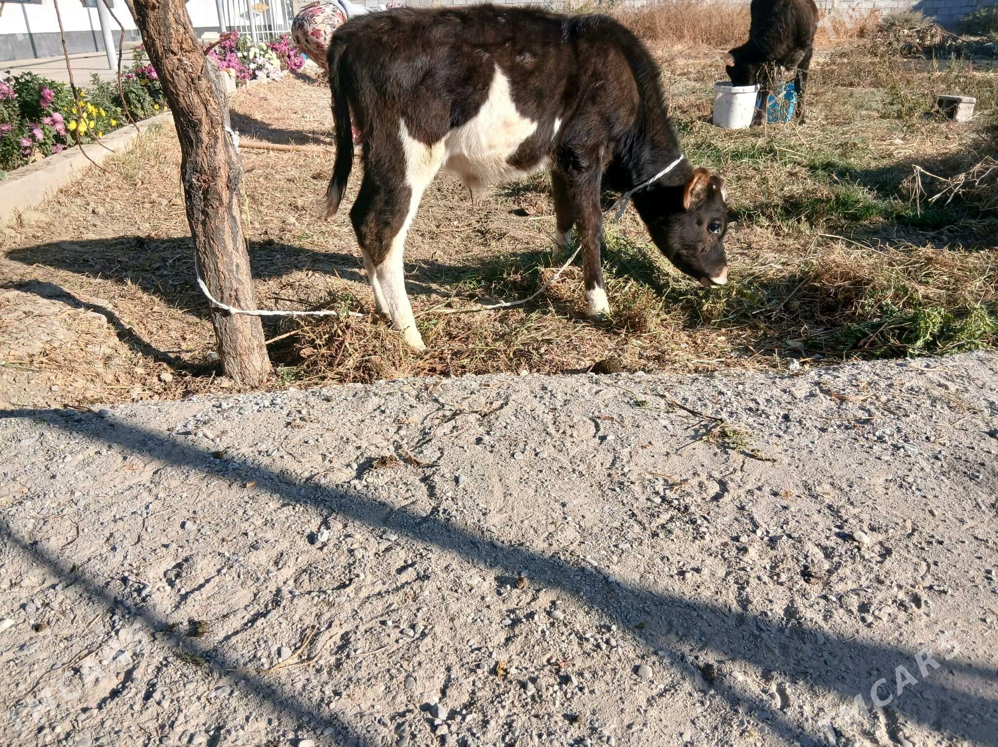 okuzçe - Гёкдепе - img 2