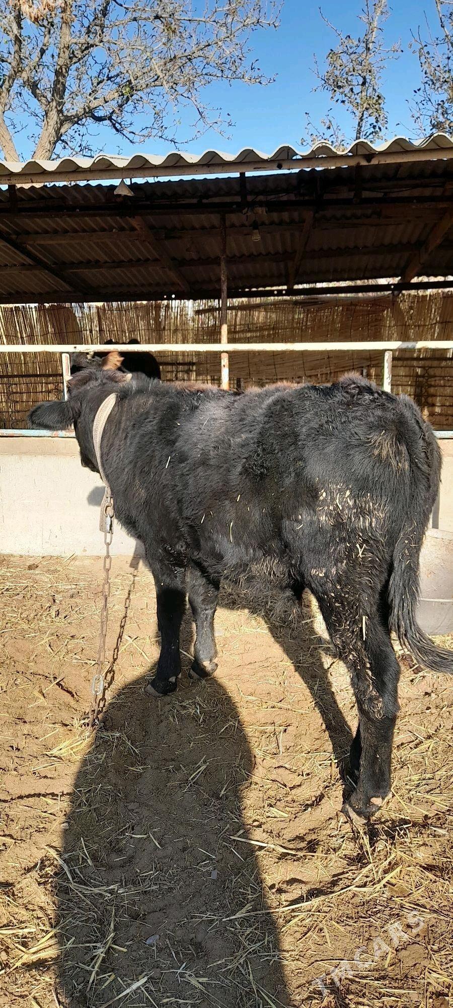 Meýdan öküzler - Бабадайхан - img 6