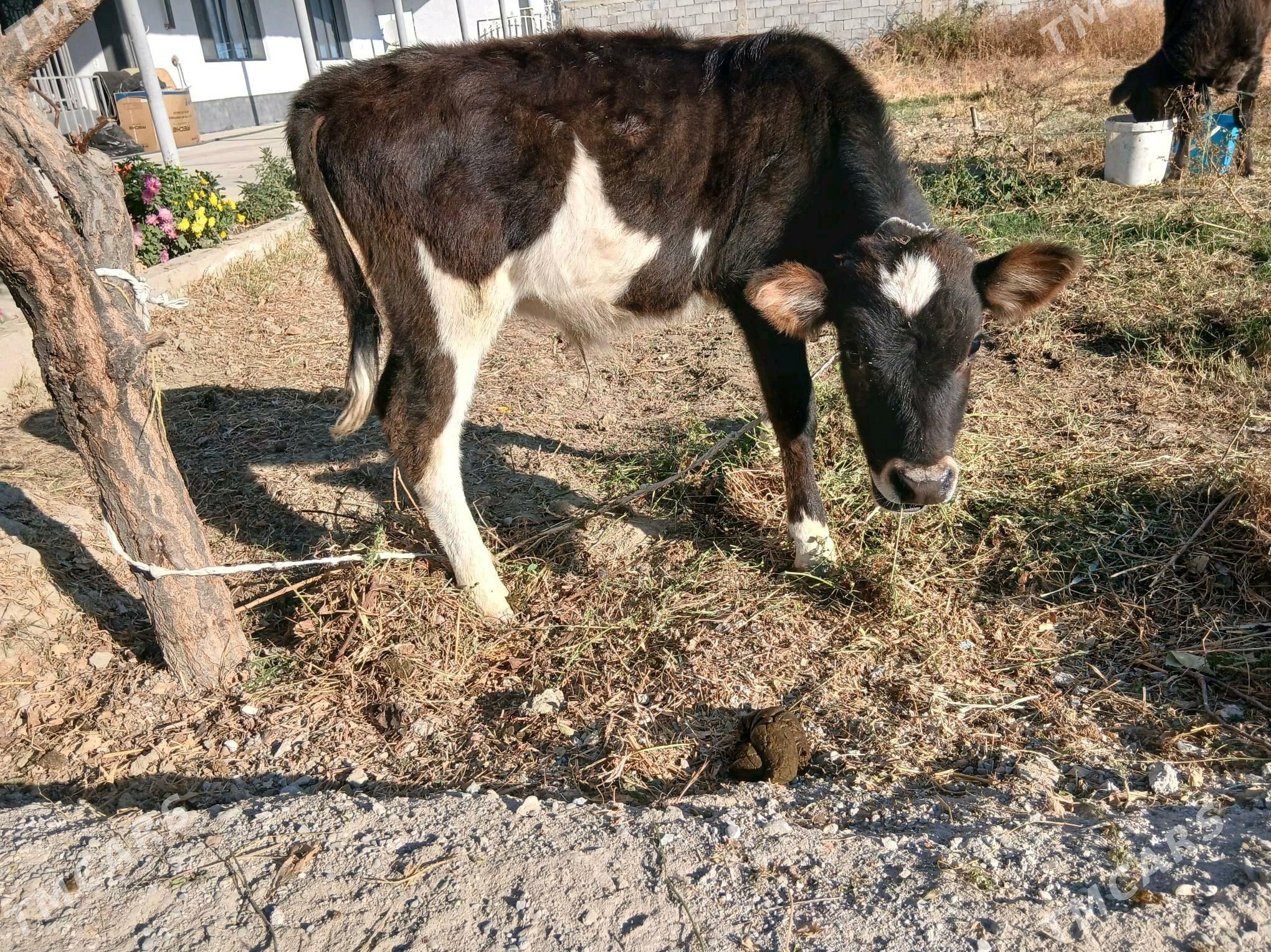 okuzçe - Гёкдепе - img 3