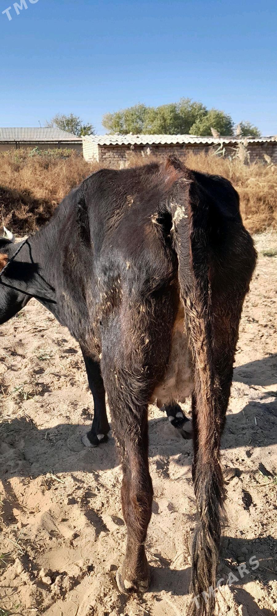 Bogaz sygyr - Бабадайхан - img 3