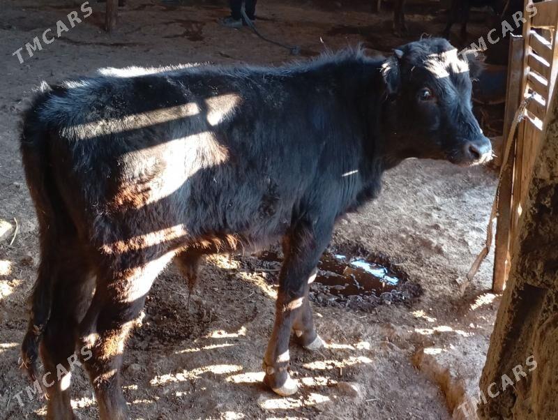 5 ökuz - Гызыларбат - img 3