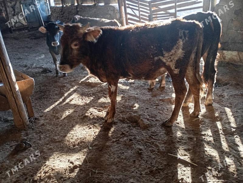 5 ökuz - Гызыларбат - img 1