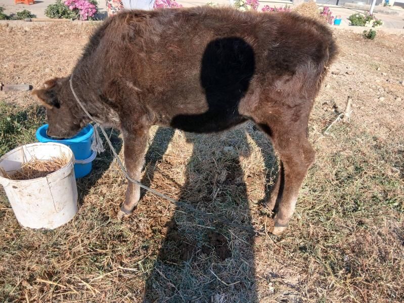 tuwe - Gökdepe - img 4