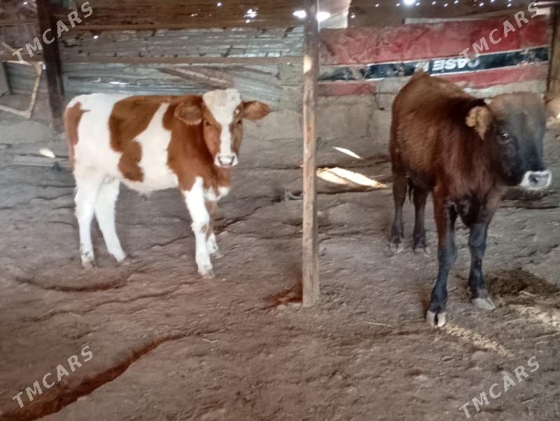 5 ökuz - Гызыларбат - img 4