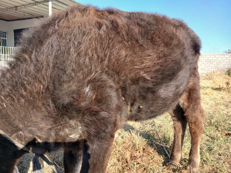 tuwe - Gökdepe - img 3