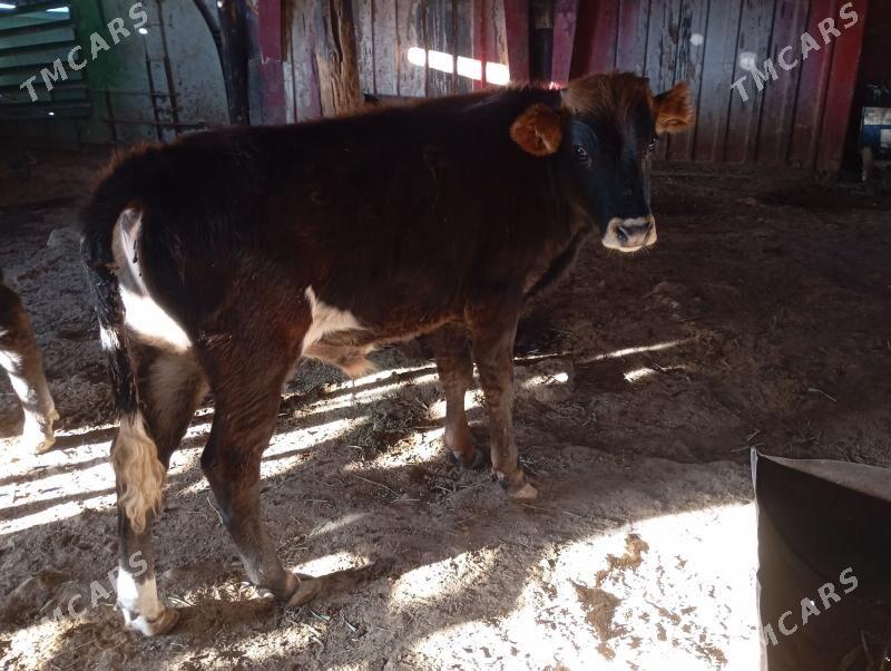 5 ökuz - Гызыларбат - img 2