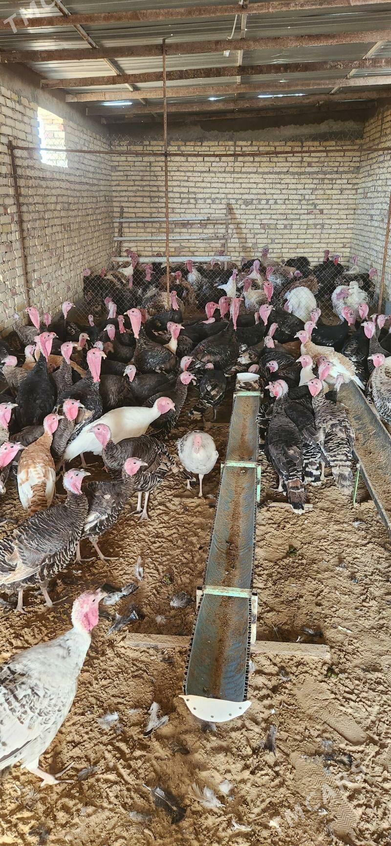 Indiyuk - Яшлык - img 4