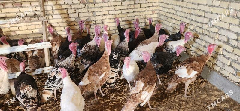 Indiyuk - Яшлык - img 2