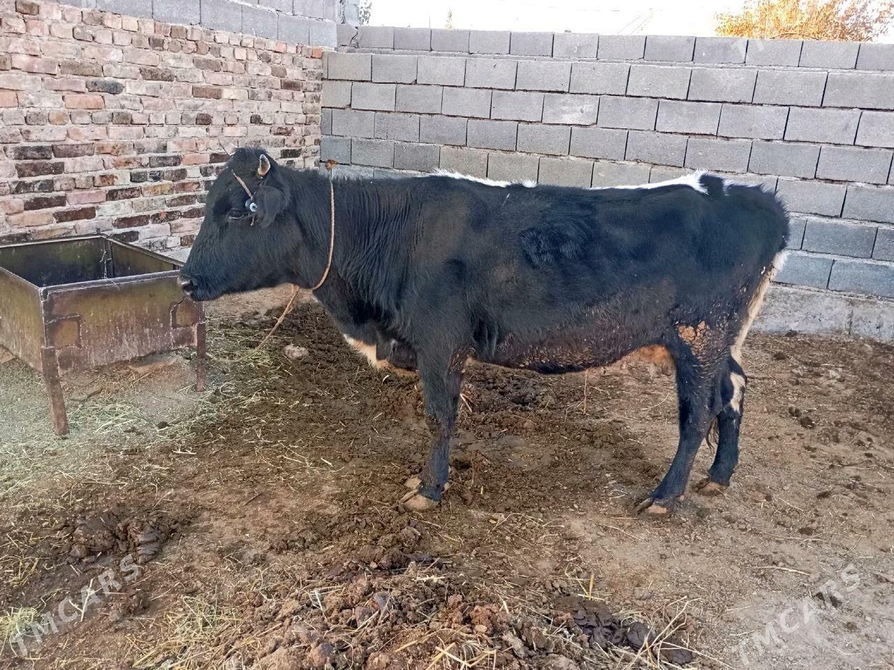 Bogaz sygyr - Bäherden - img 2