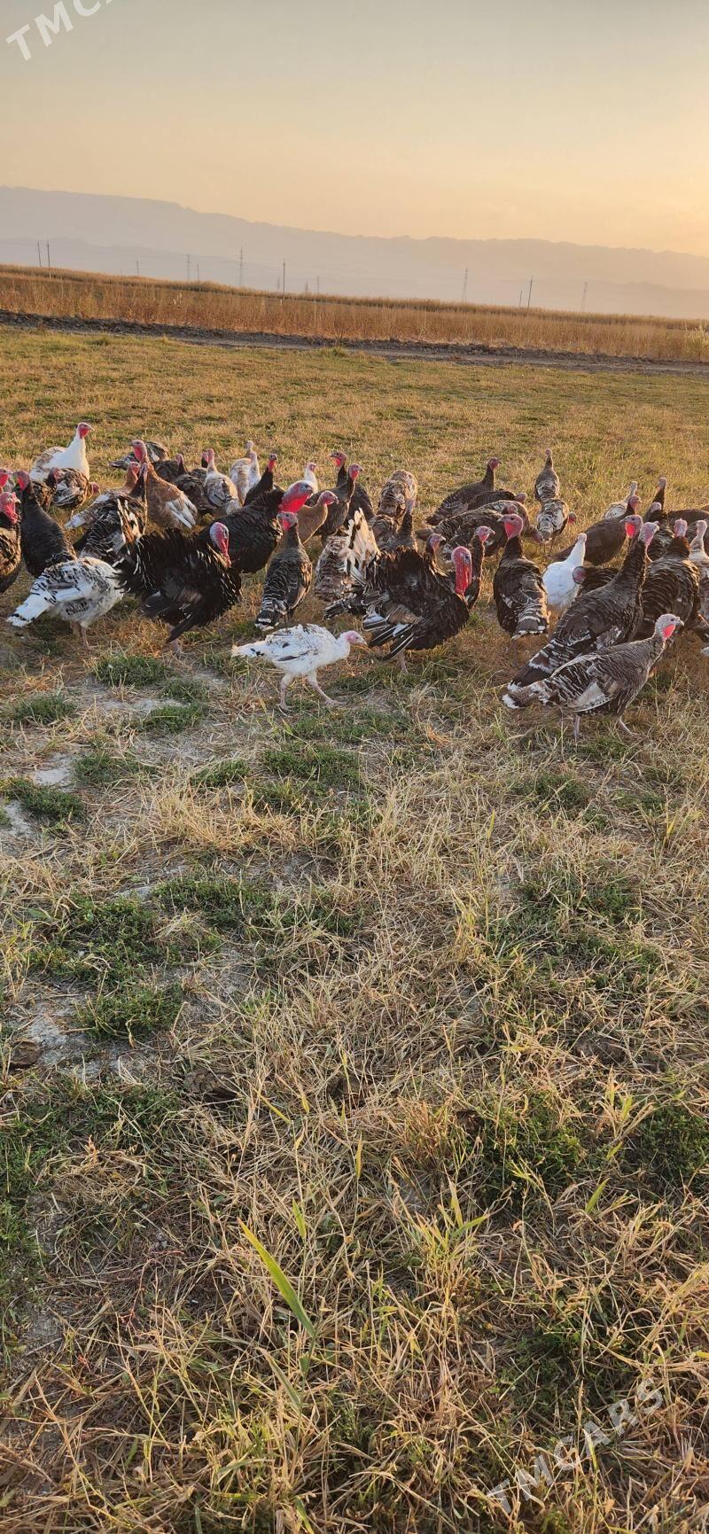 Indiyuk - Яшлык - img 1