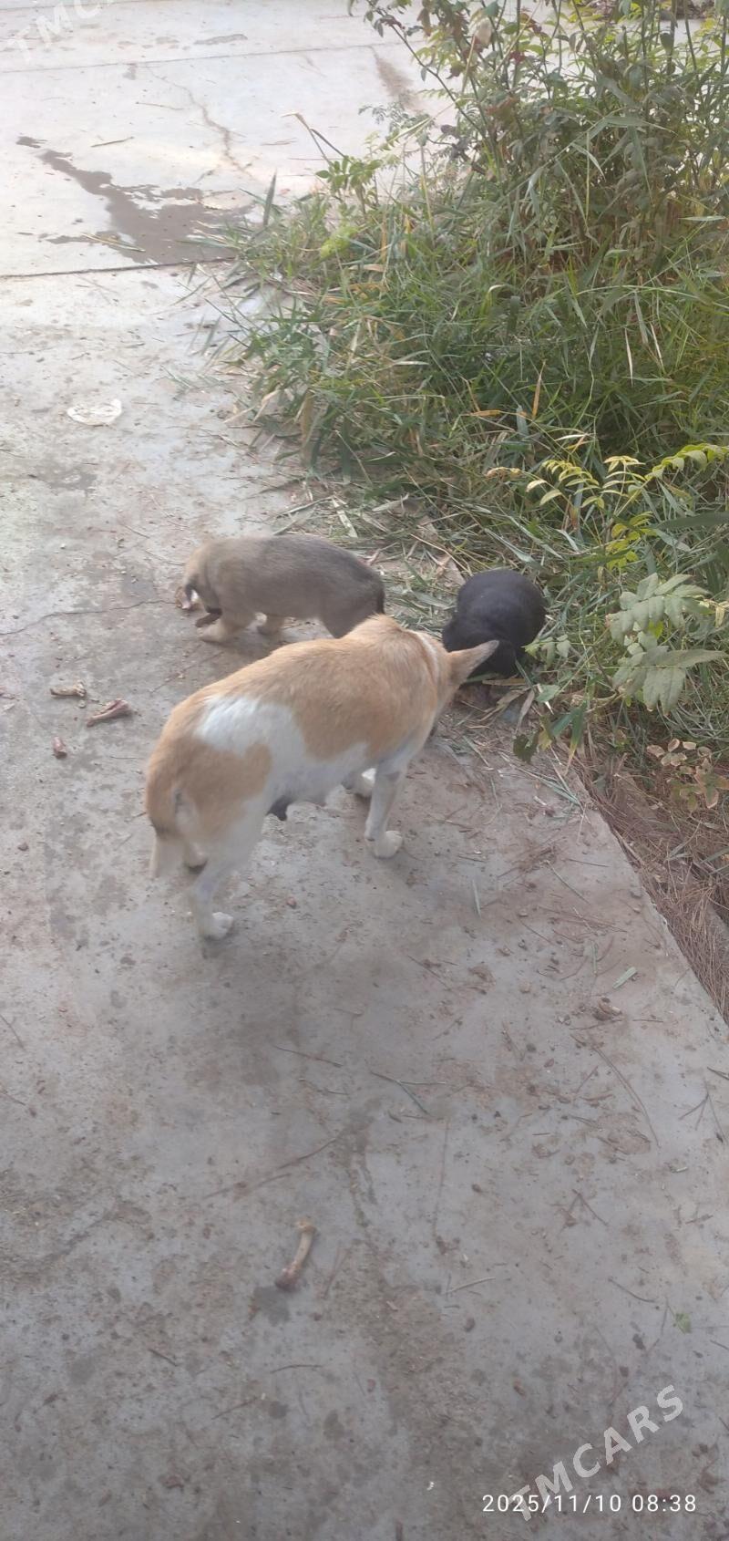 Звонок - Байрамали - img 1