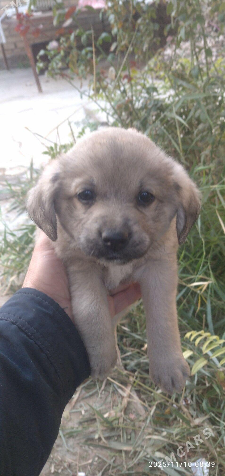 Звонок - Baýramaly - img 3