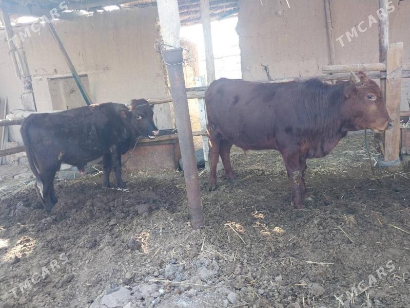 okuzler - Туркменабат - img 3