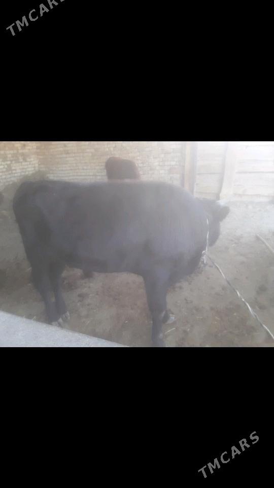 Ókuz - Murgap - img 2