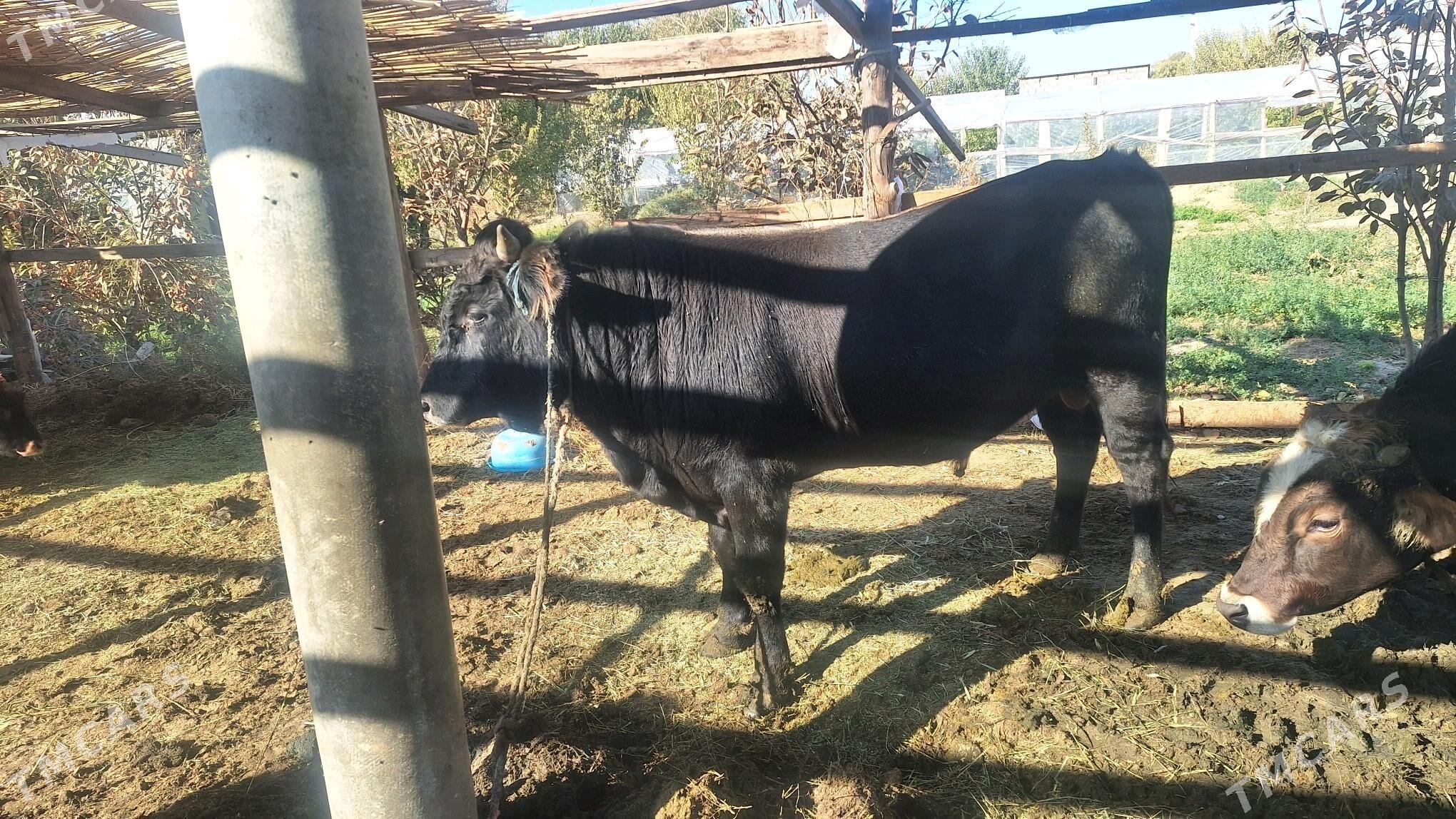 Okuz - Gökdepe - img 5