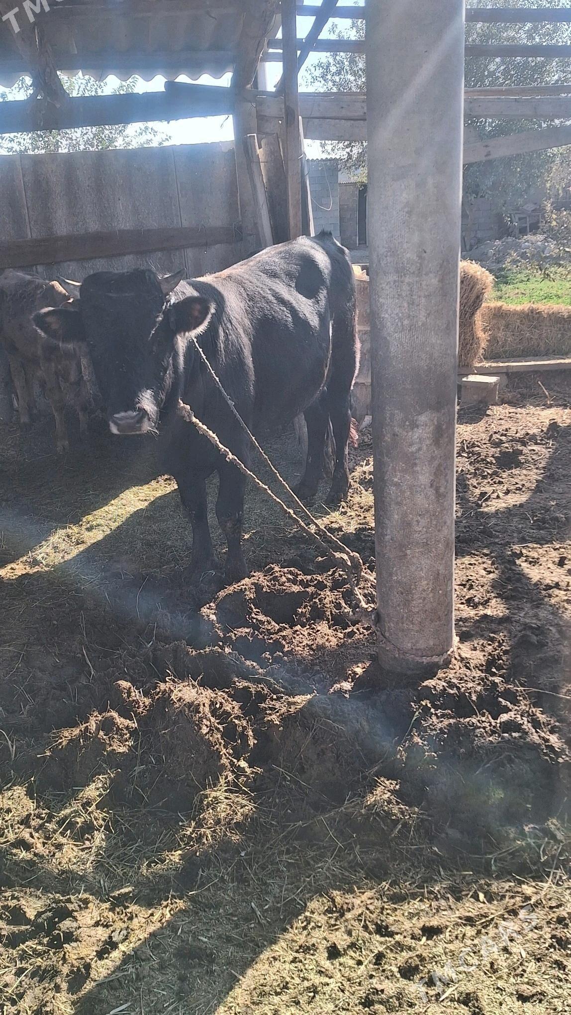 Okuz - Gökdepe - img 4