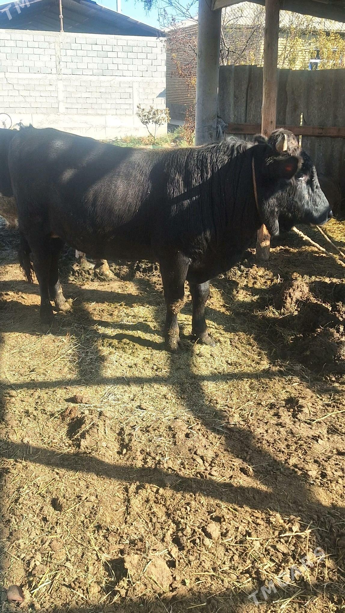 Okuz - Gökdepe - img 1