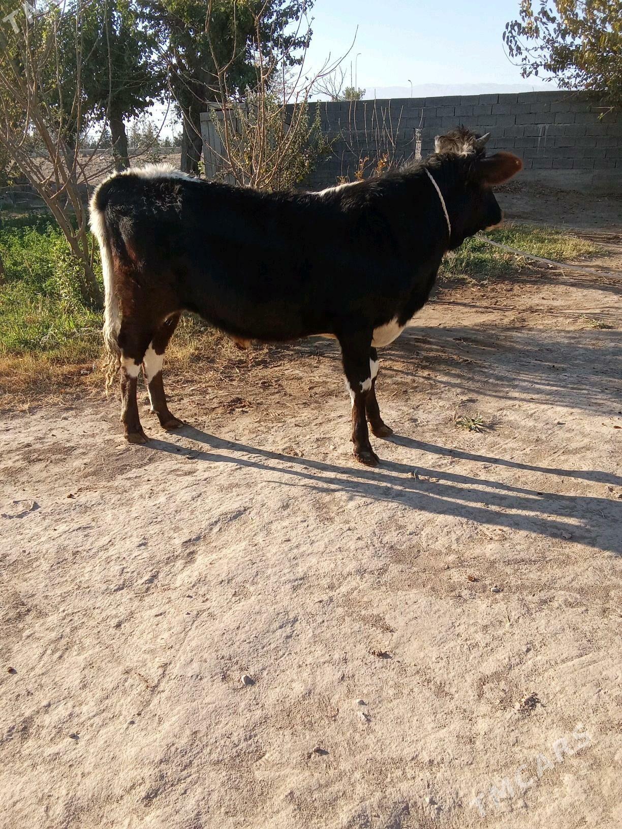 2 öküz - Büzmeýin - img 2