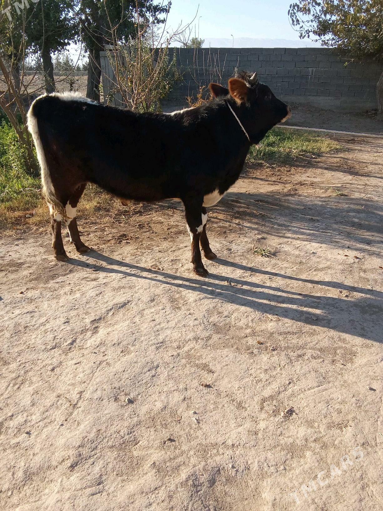 2 öküz - Büzmeýin - img 1