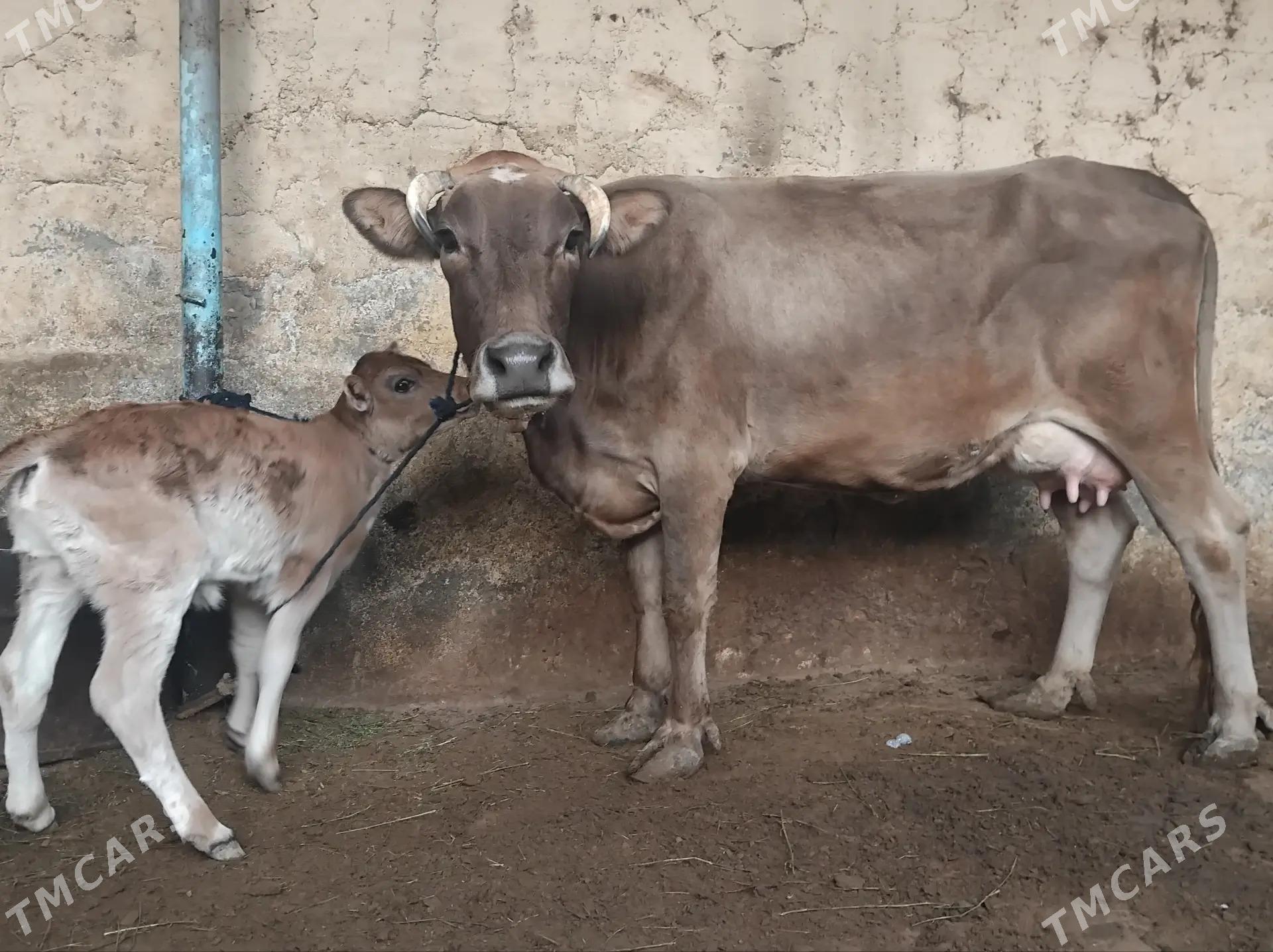 SYGYR GOLELI - Aşgabat - img 1