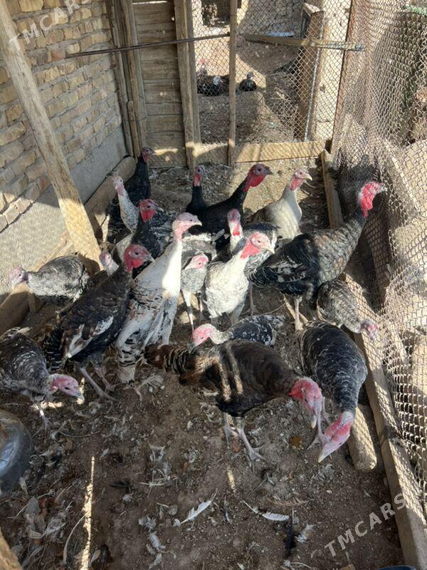 induk 7,5 aýlyk - Туркменабат - img 2