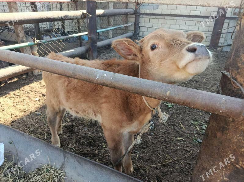 goleli sygyr - Çoganly - img 4