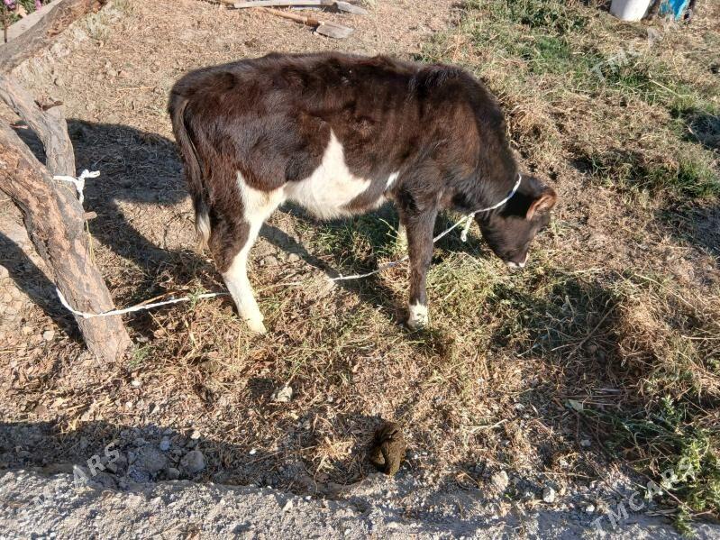 Okuz - Gökdepe - img 1