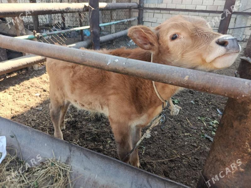 goleli sygyr - Çoganly - img 5