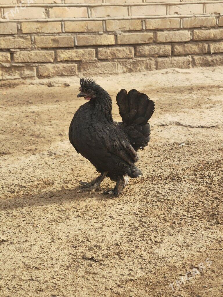 KarlikKarlik - Daşoguz - img 1