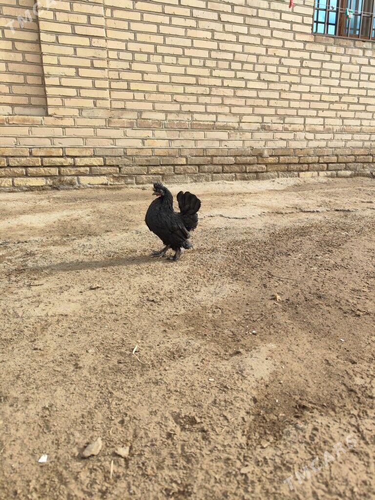 KarlikKarlik - Daşoguz - img 2