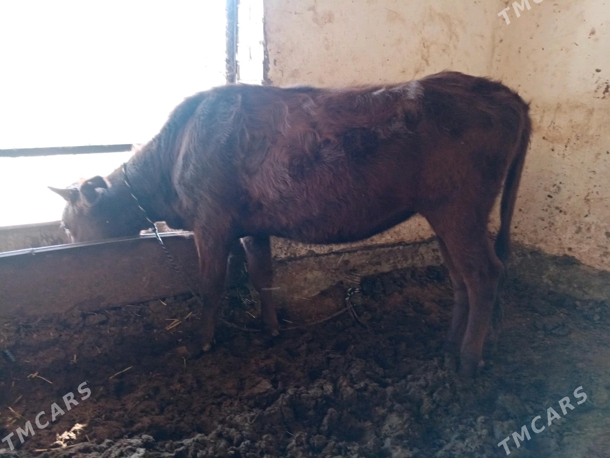 Paroda gulajyn - Mary - img 3