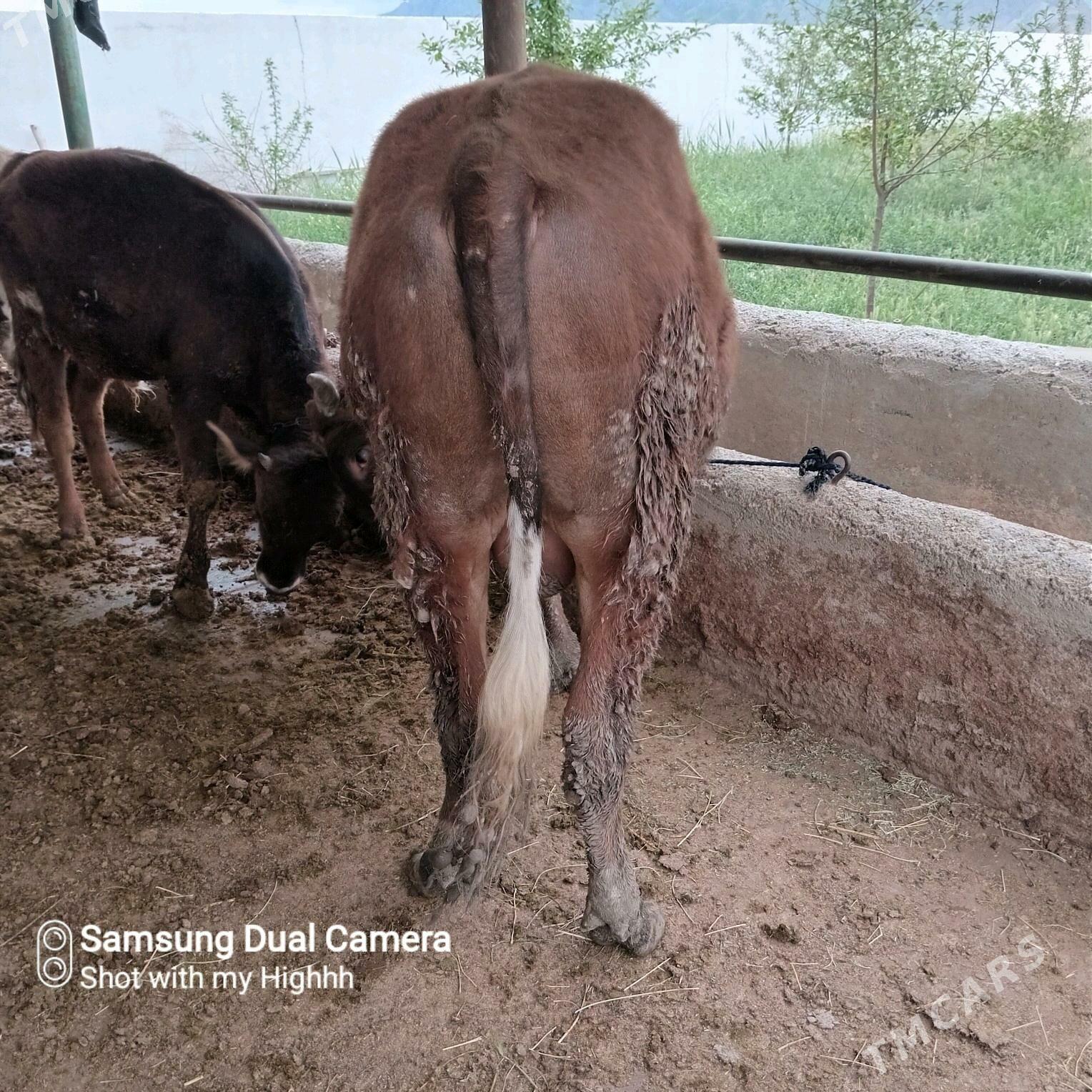 bakylan okuz - Gökdepe - img 2