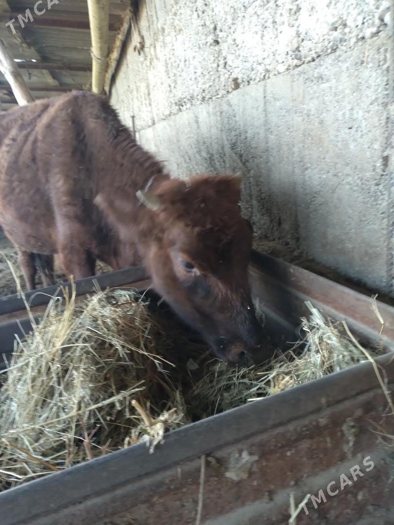 okuz - Gypjak - img 4