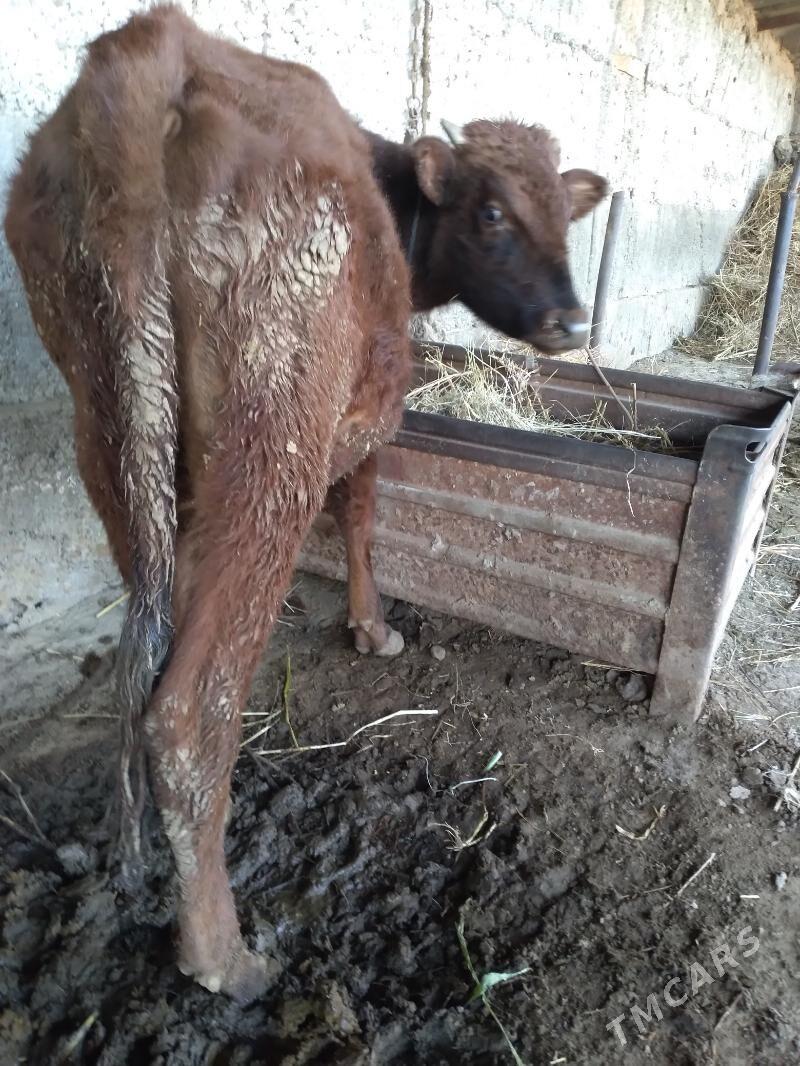 okuz - Gypjak - img 2