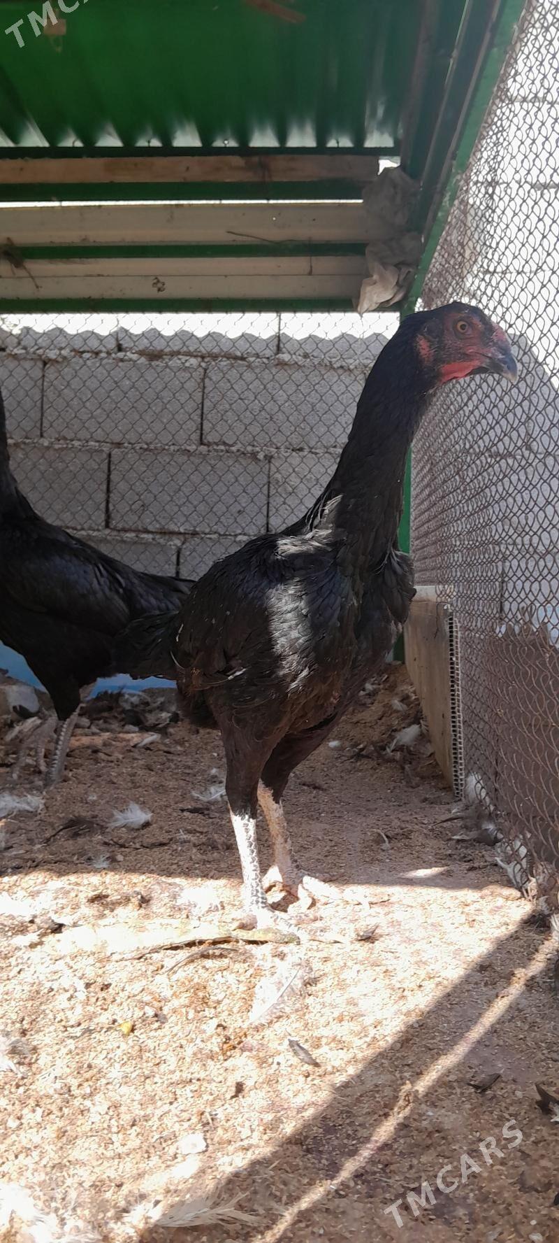 taskent towuklar - Чоганлы - img 2