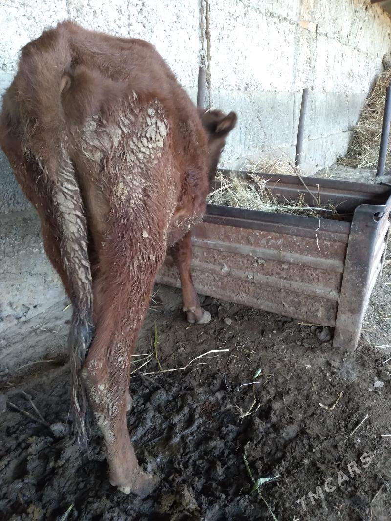 okuz - Gypjak - img 3